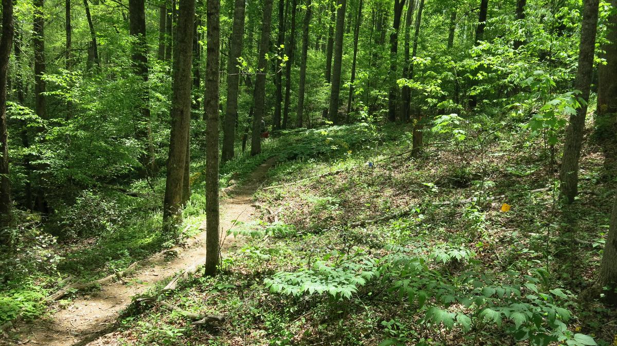 forest farming demonstration 