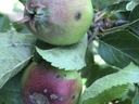 Developing apple scab lesions on immature fruit
