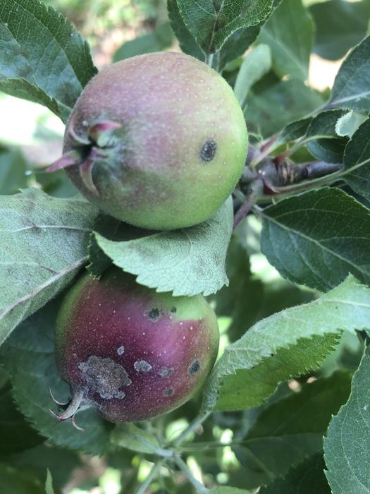 Developing apple scab lesions on immature fruit