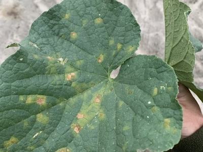 Cucumber downy mildew