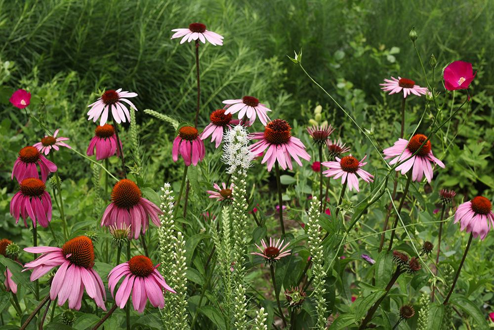 Coneflowers and blazing star. 