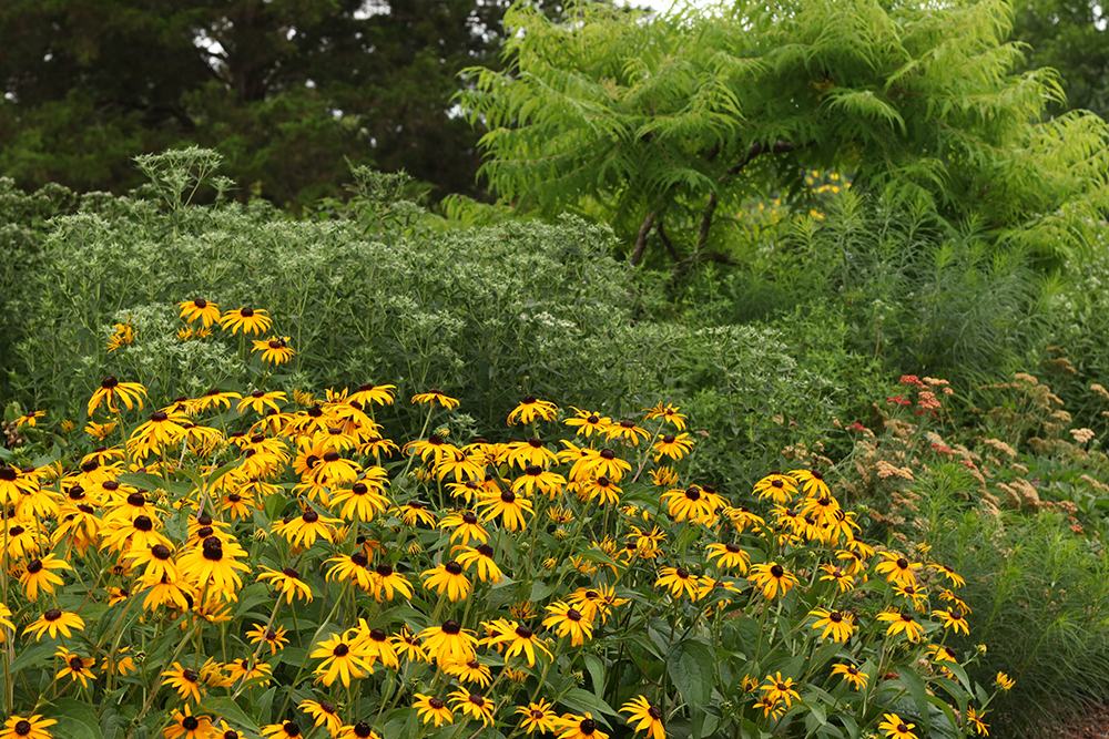 Early June in the pollinator garden: orange coneflower, mountain mint, yarrow, and staghorn sumac