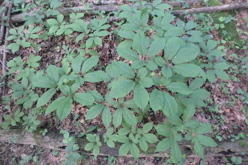 ginseng growing in the woods