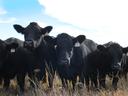 Cattle