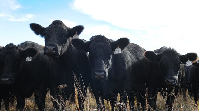 Cattle