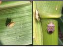 Two shield-shaped stink bugs on a green plant leaf and stem