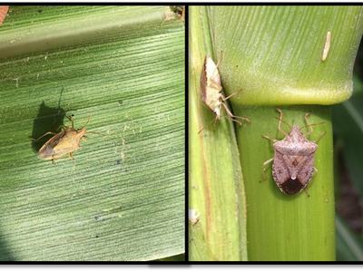 Two shield-shaped stink bugs on a green plant leaf and stem