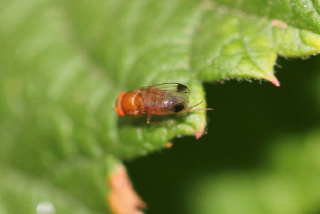 Spotted Wing Drosophila