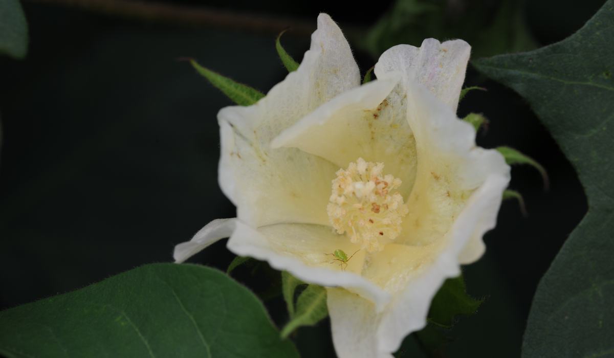 Switch Up Scouting and Spraying for Plant Bugs During Bloom - Cotton