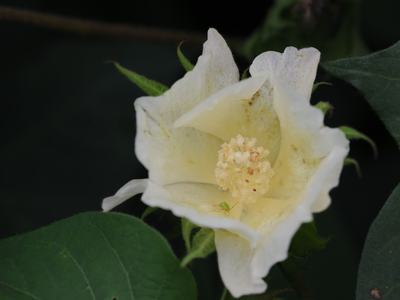Cream-yellow flower with clustered stamens and a small green insect on an inner petal