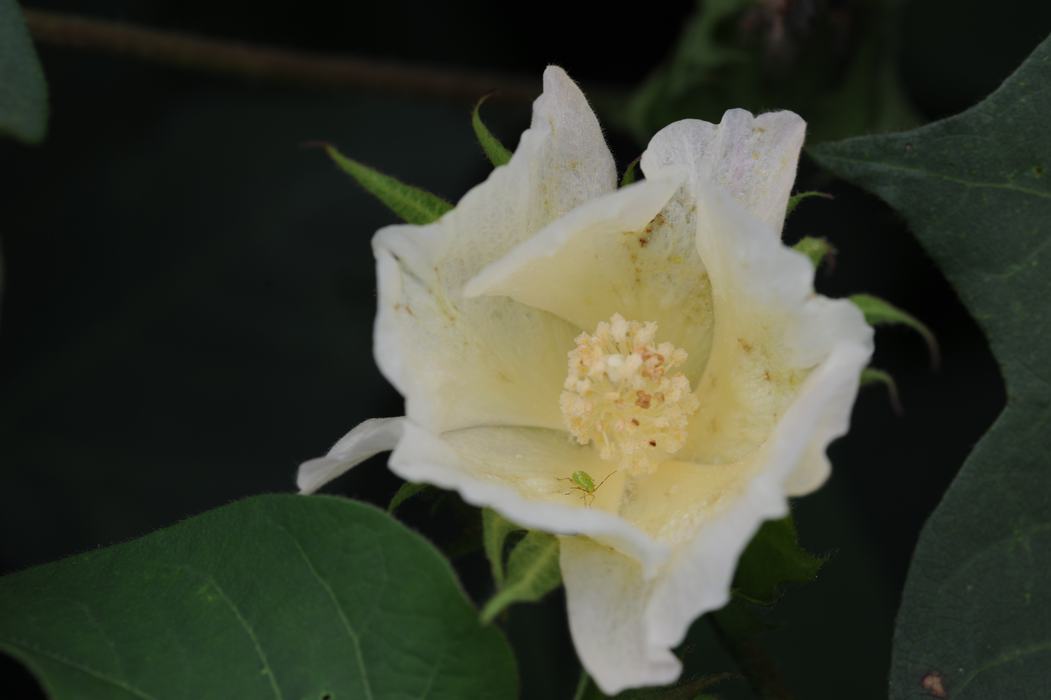 dirty bloom
