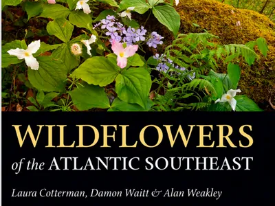 Wildflowers of the Atlantic Sutheast