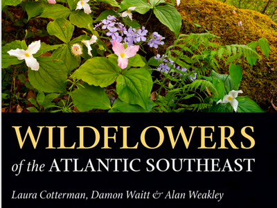 Wildflowers of the Atlantic Sutheast