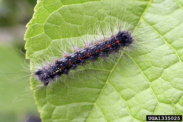 Gypsy Moth Larvae