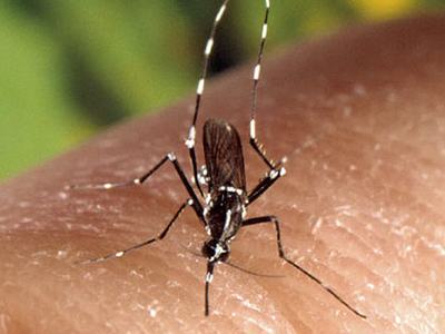 Asian mosquito biting a person's finger