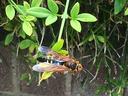 Cicada killer wasp on foliage
