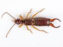 Earwig sample