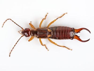 Earwig sample