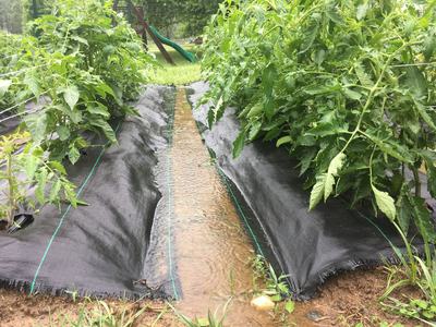 raised bed