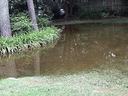 Front yard of home flooded by heavy rain