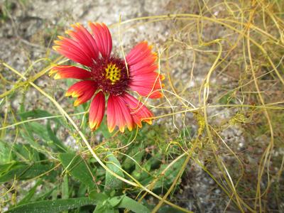dodder