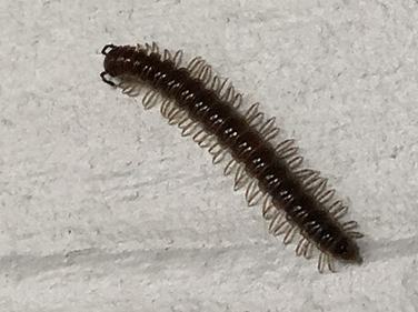 Millipede on house siding