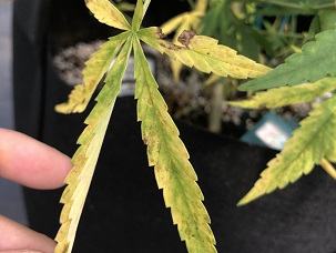 salt injured hemp leaf