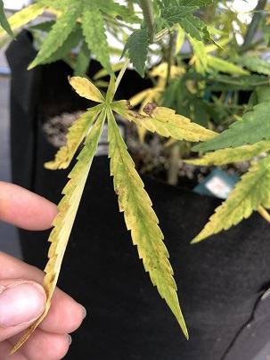 Image of salt-injured hemp