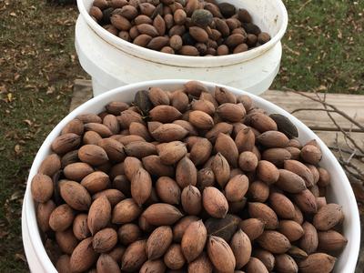 Pecans