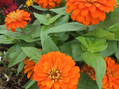 Orange Zinnia Flowers