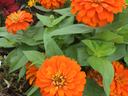 Orange Zinnia Flowers