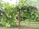 Vineyard trellis with green grape clusters hanging from leafy vines