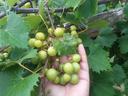 Hand holding a cluster of unripe green grapes on a grapevine with leaves