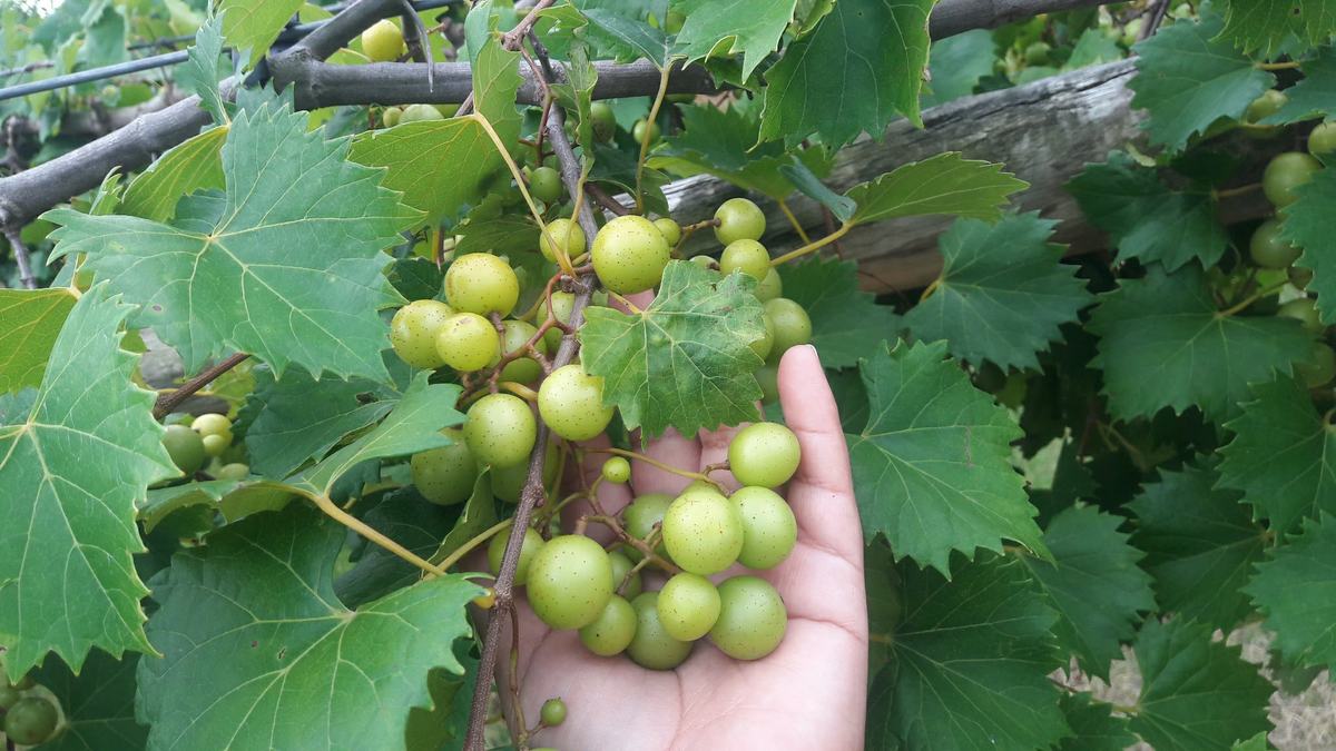 Muscadine grapes