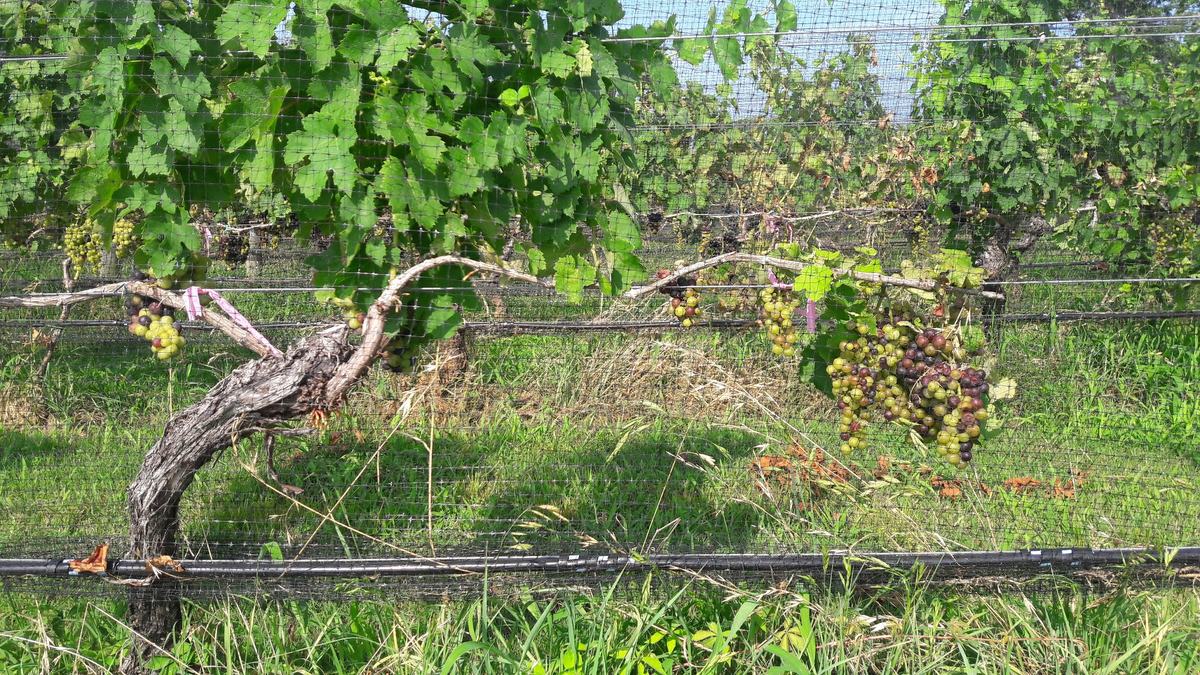 Vinifera grapes, Currituck Co.