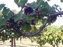 Clusters of ripening grapes on a vine branch in a vineyard