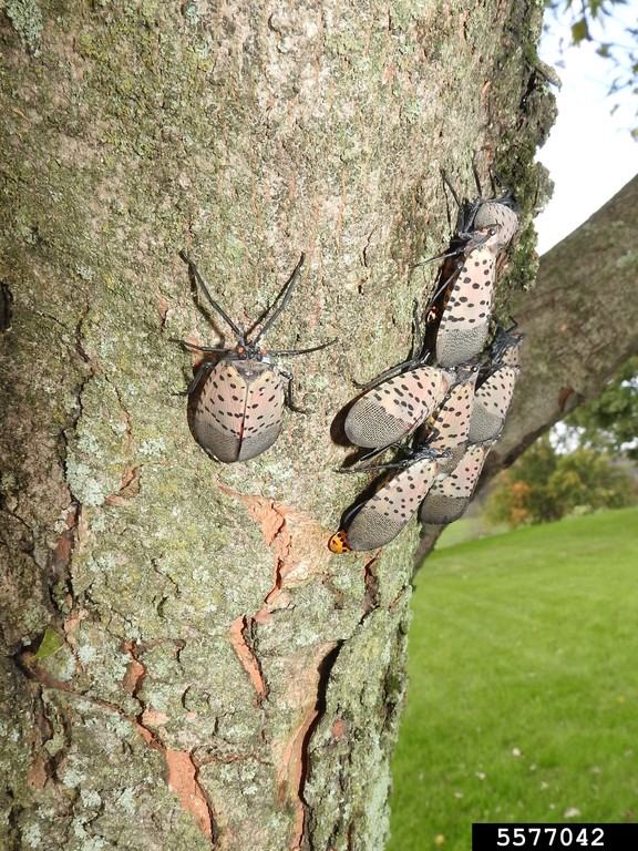 Adult Spotted Lantern Fly
