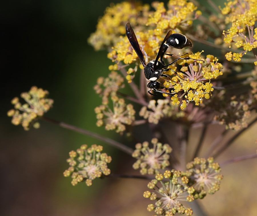 Potter wasp on bronze fennel.