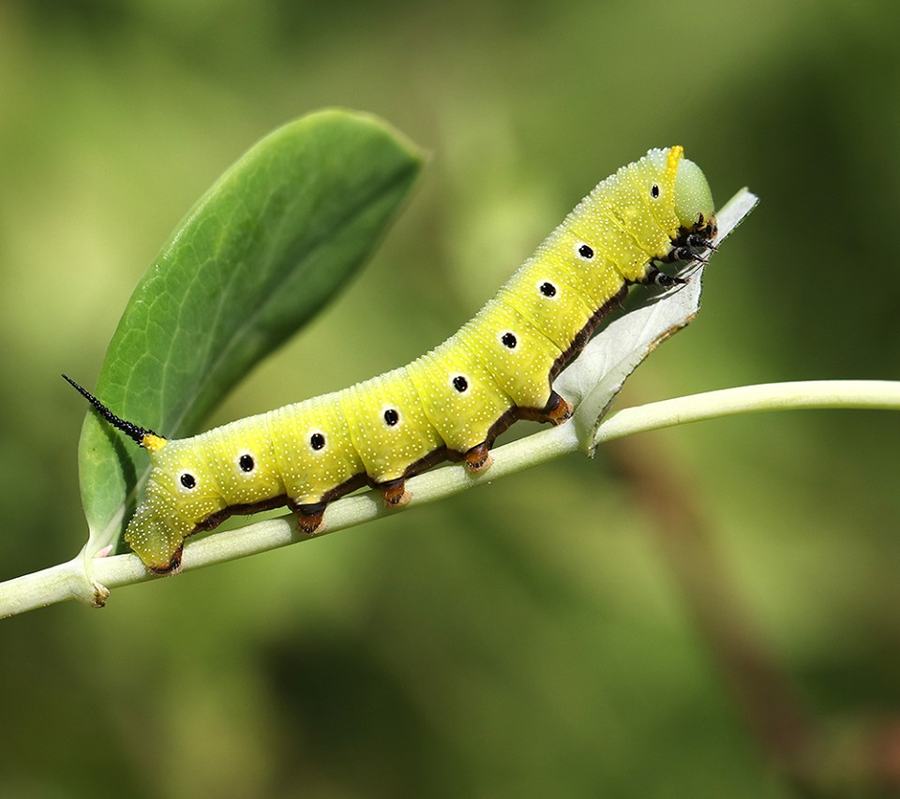 Snowberry clearwing moth caterpillar on honeysuckle.