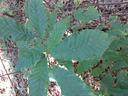 Chestnut Sapling