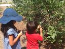 Image of kids picking blueberries
