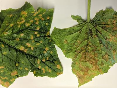 Two cucumber leaves with yellow-brown mosaic spots across their surfaces