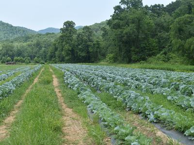 Rows of cabbage plants in a farm field with a dirt track and forested hills