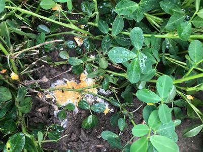 Image of false stem rot