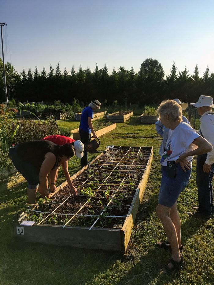 Master Gardener volunteers plant vegetables in demonstration garden