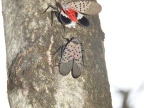 When wings are closed, the grey, black-spotted forewings are visible, and when wings are open the red coloring of the forewings is visible.