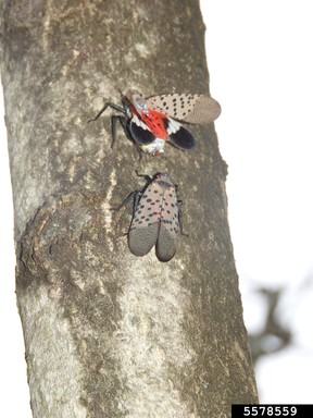 When wings are closed, the grey, black-spotted forewings are visible, and when wings are open the red coloring of the forewings is visible. 