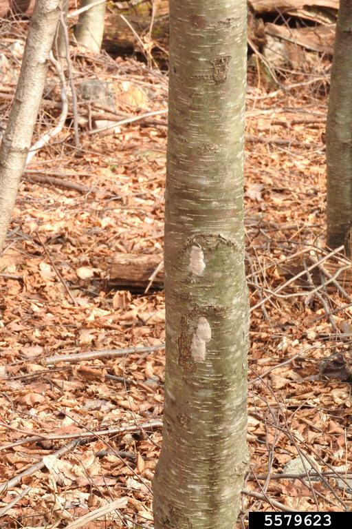 potted Lanternfly eggs resemble masses of mud on tree trunks and can be observed during the winter.