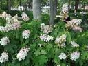Oakleaf hydrangea bushes with white-pink flower clusters in a city park