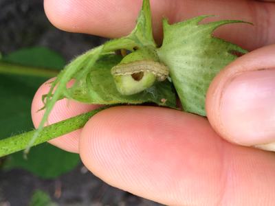 Small beige caterpillar on a green seed pod held between two fingers